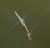 Sympetrum sp.